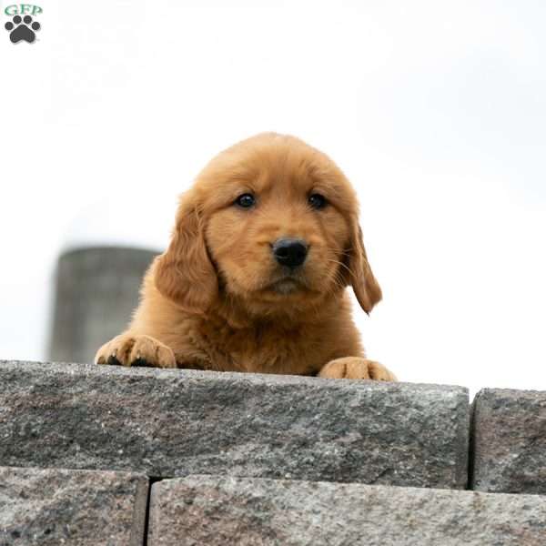 Wiggles, Golden Retriever Puppy